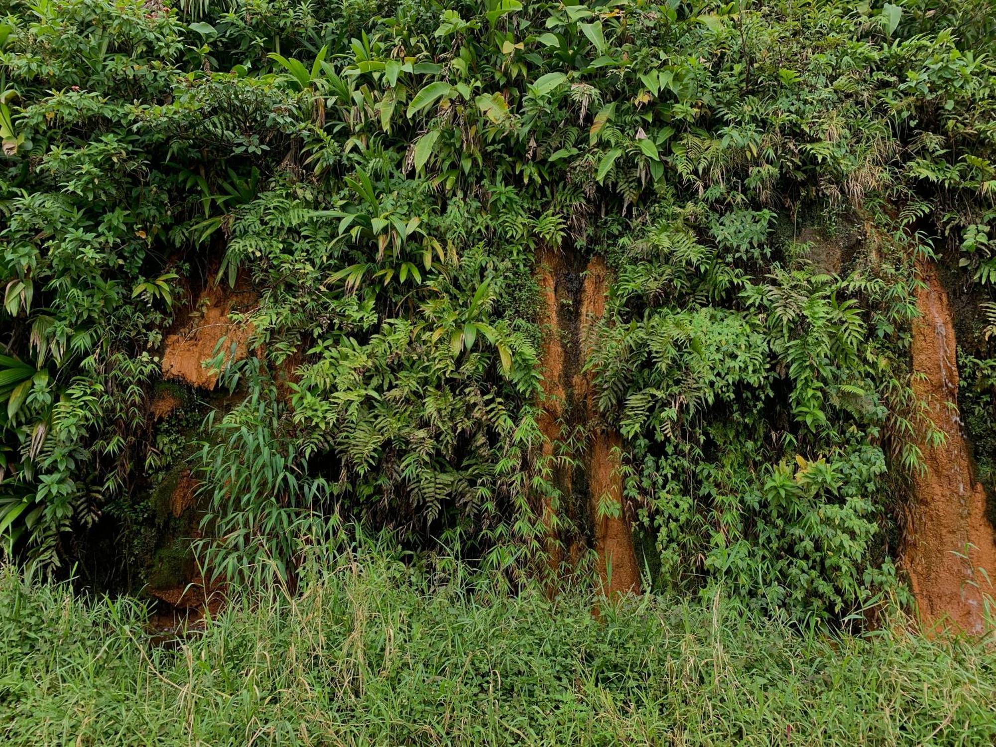 Le Petit Paradis Roseau Buitenkant foto